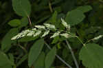 Reed canarygrass